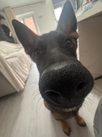 dog, looking at me